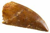 Serrated Raptor Tooth - Real Dinosaur Tooth #347007-1